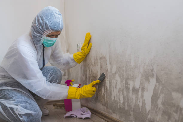 Best Mold Remediation for Specific Building Types in Laurens, SC