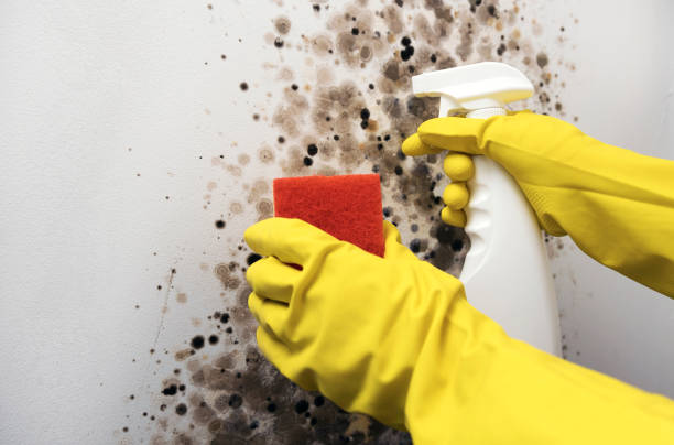 Best Commercial Mold Remediation in Laurens, SC