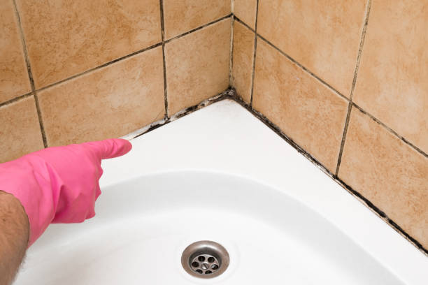 Best Mold Testing and Inspection Services in Laurens, SC